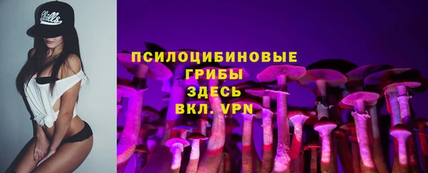 стаф Алзамай